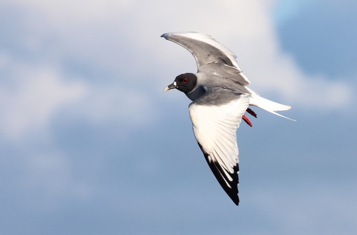 Swallow-tailed Gull - Shawn Billerman