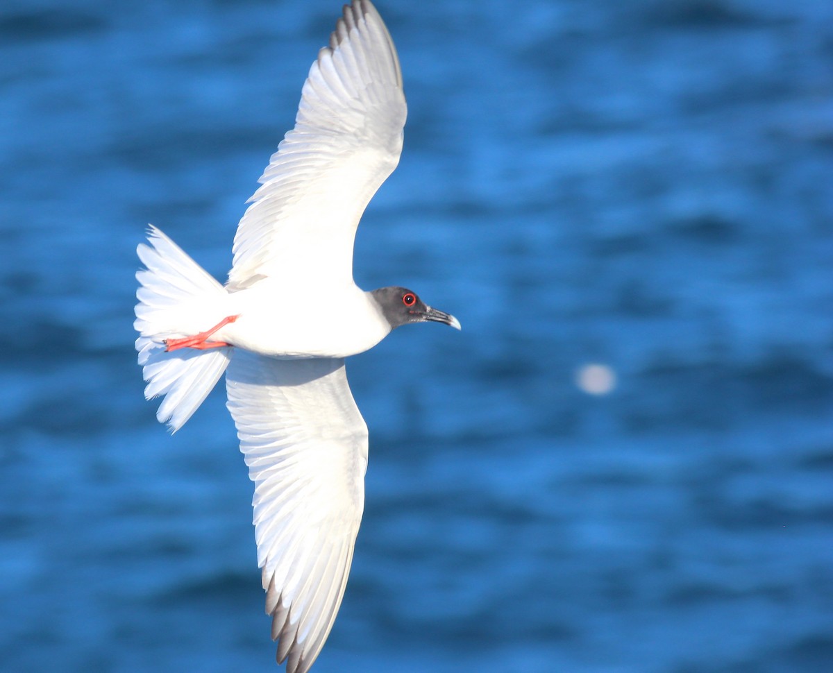 Swallow-tailed Gull - Shawn Billerman