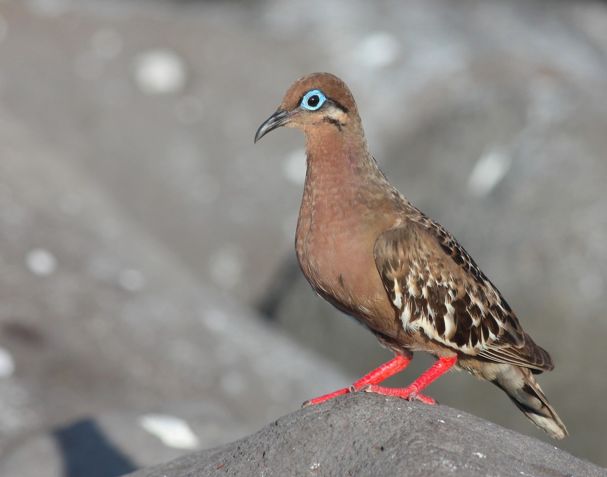 Tourterelle des Galapagos - ML36799791