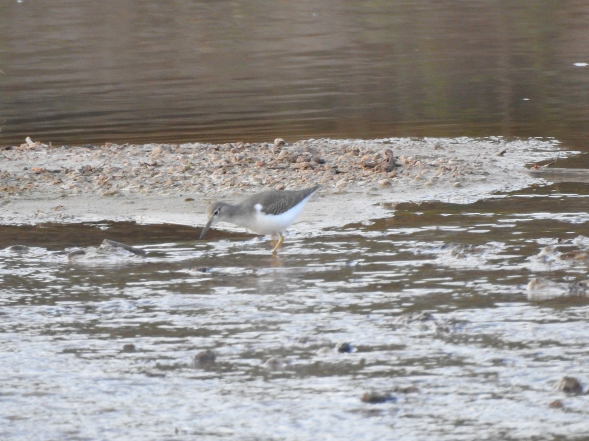 Spotted Sandpiper - ML367998701