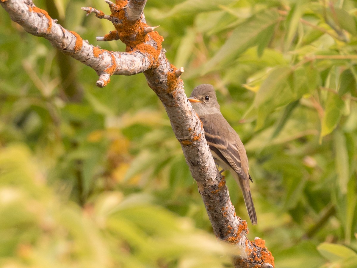 Willow Flycatcher - Aidan Lorenz