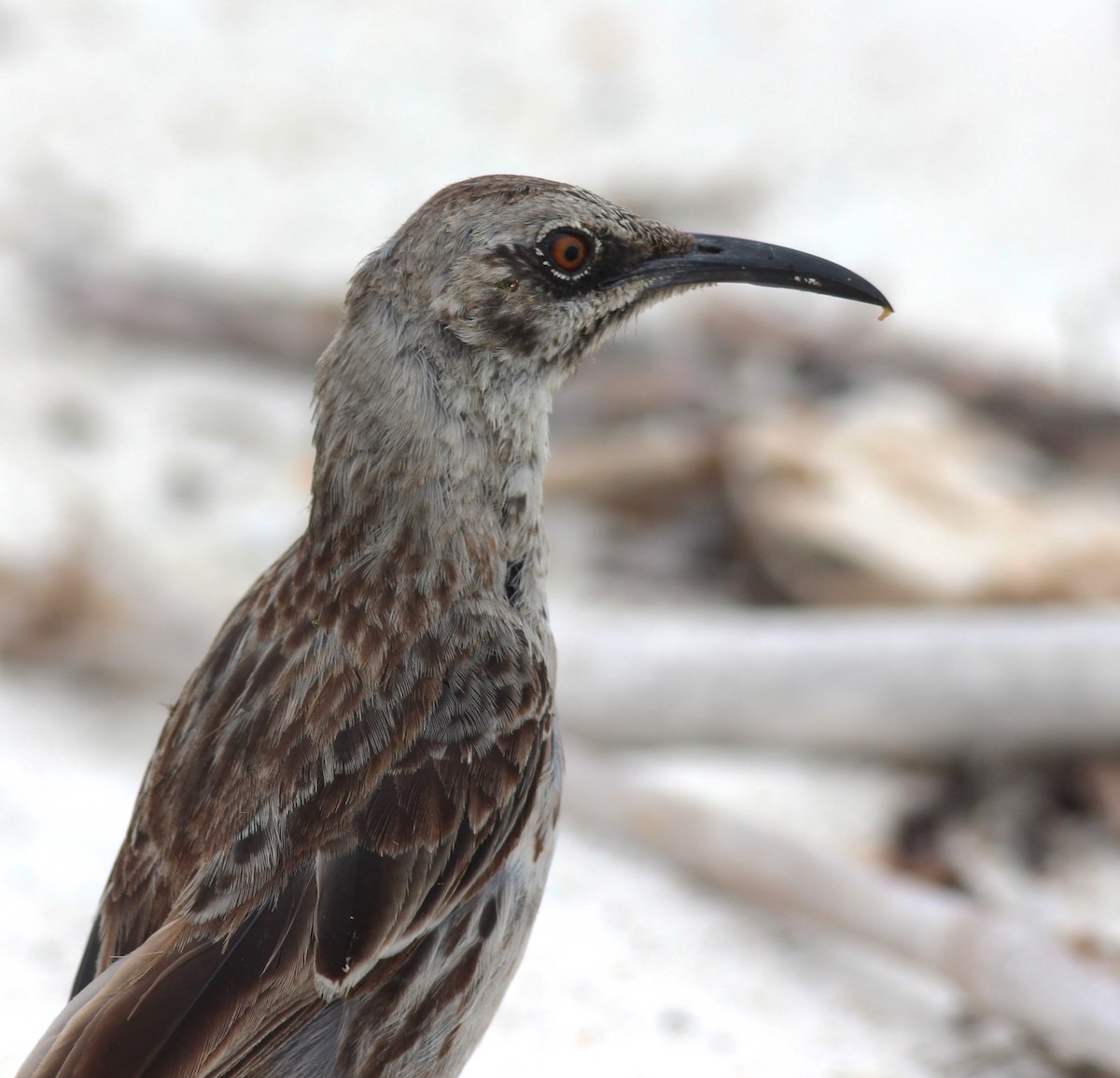 Española Mockingbird - ML36799941