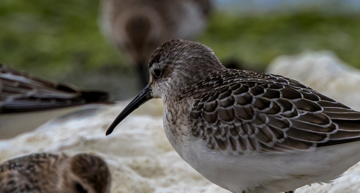 Curlew Sandpiper - ML368001611