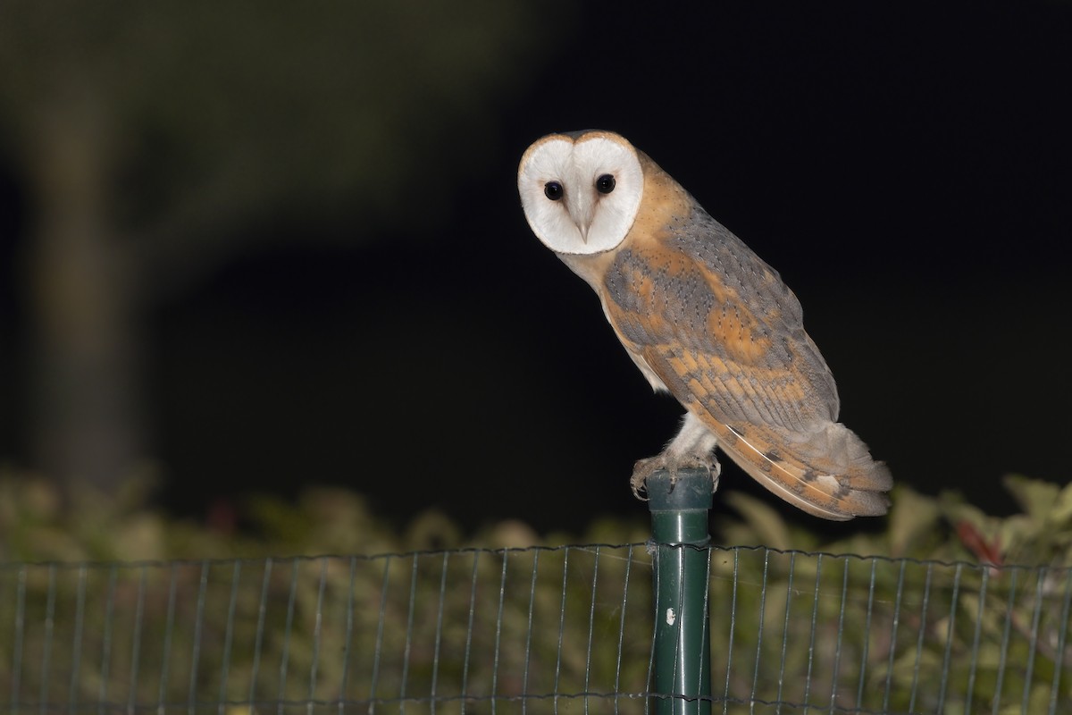 Barn Owl - ML368001811