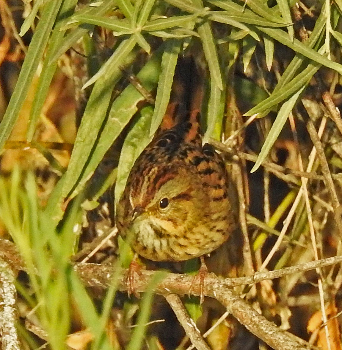 Lincoln's Sparrow - Janet Ruth