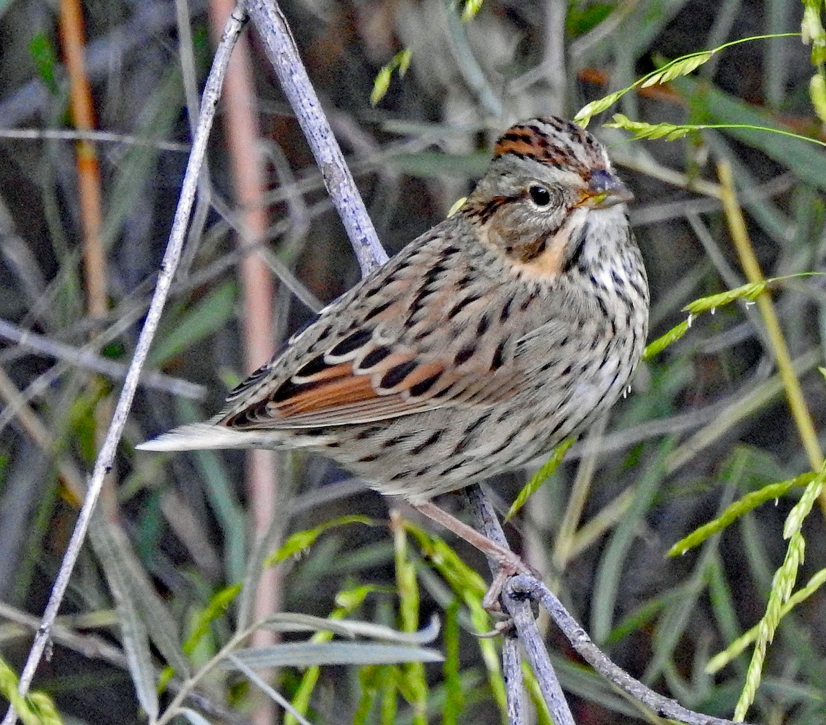 Lincoln's Sparrow - Janet Ruth