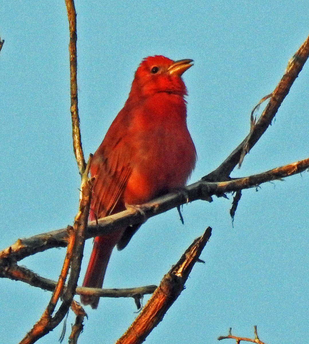 Summer Tanager - Janet Ruth