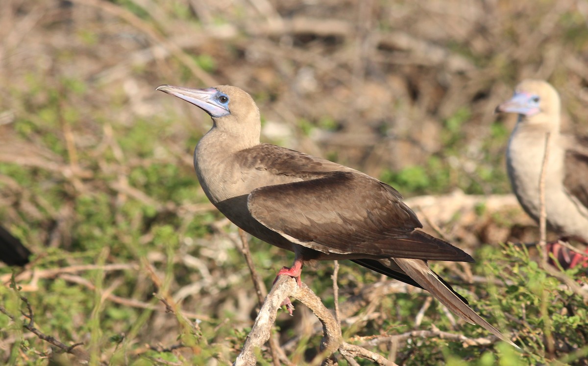 Red-footed Booby - Shawn Billerman