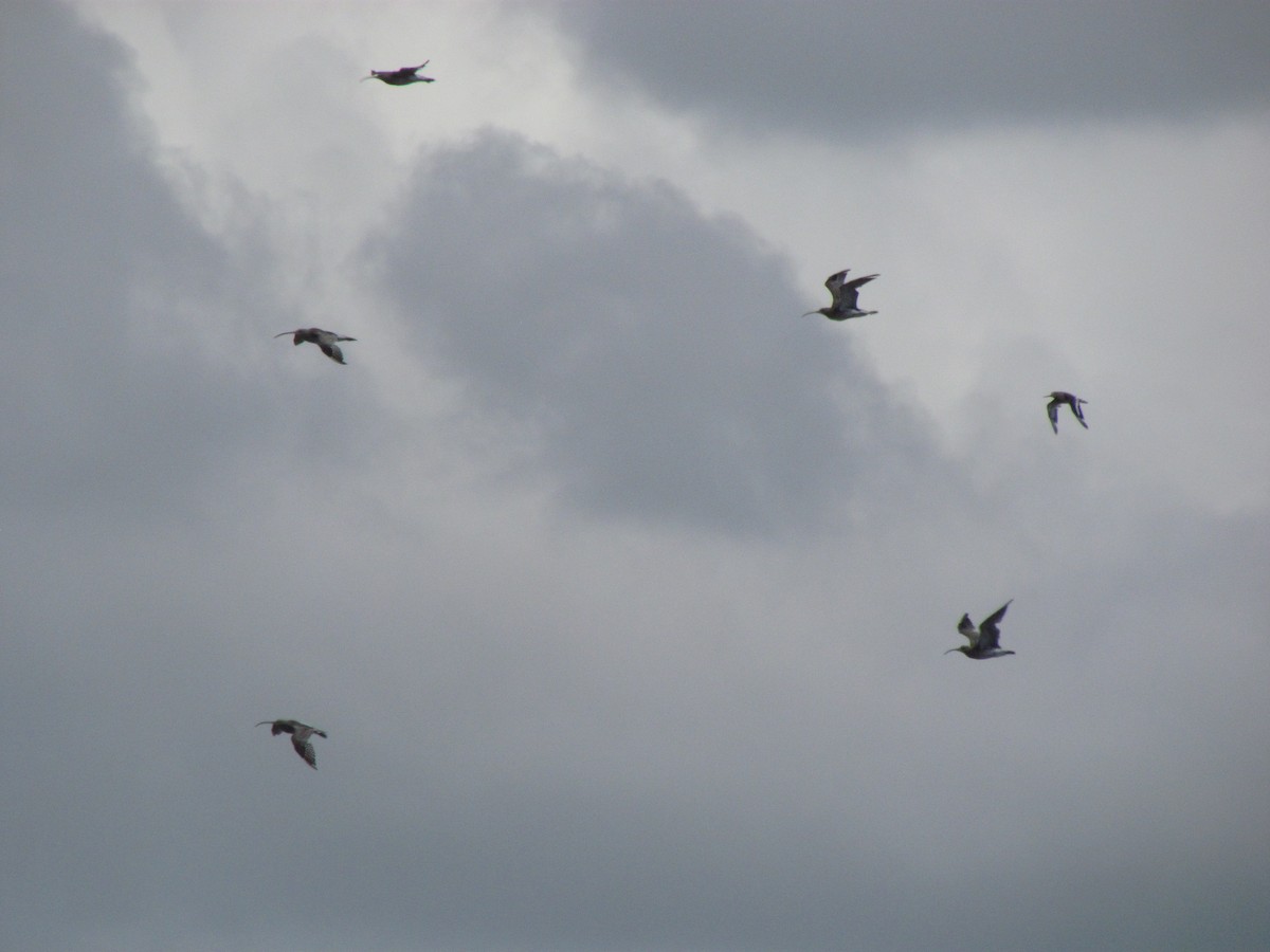 Eurasian Curlew - ML368005221