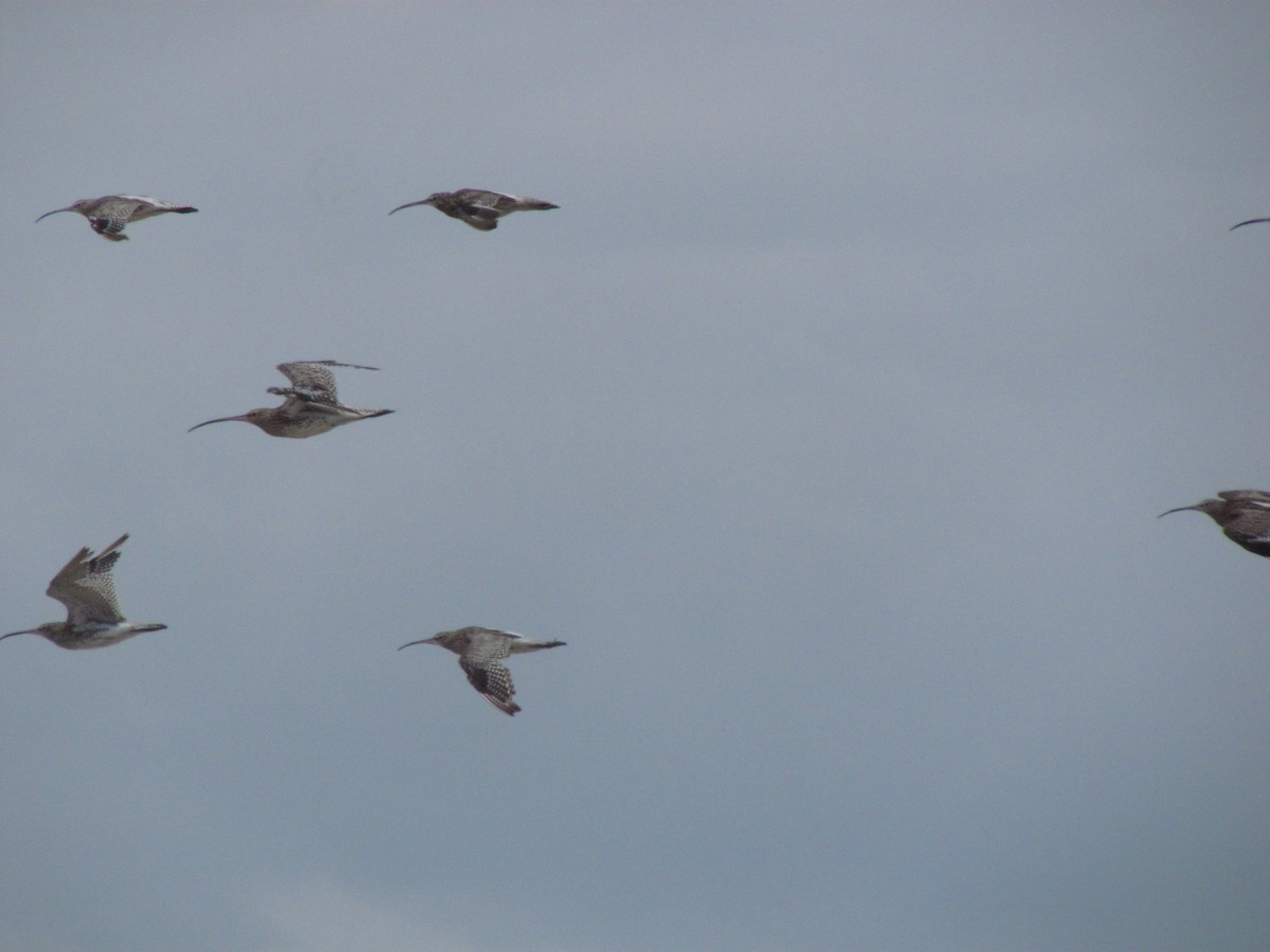 Eurasian Curlew - ML368005251