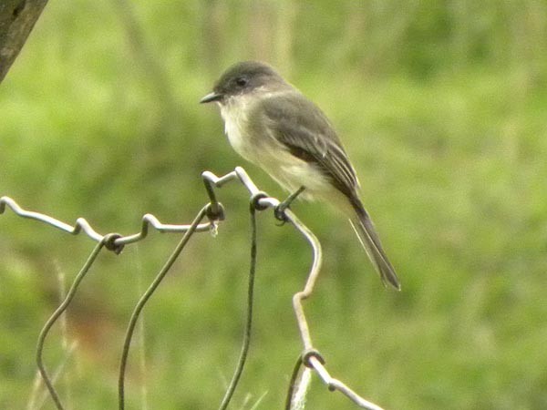 Eastern Phoebe - ML368005291