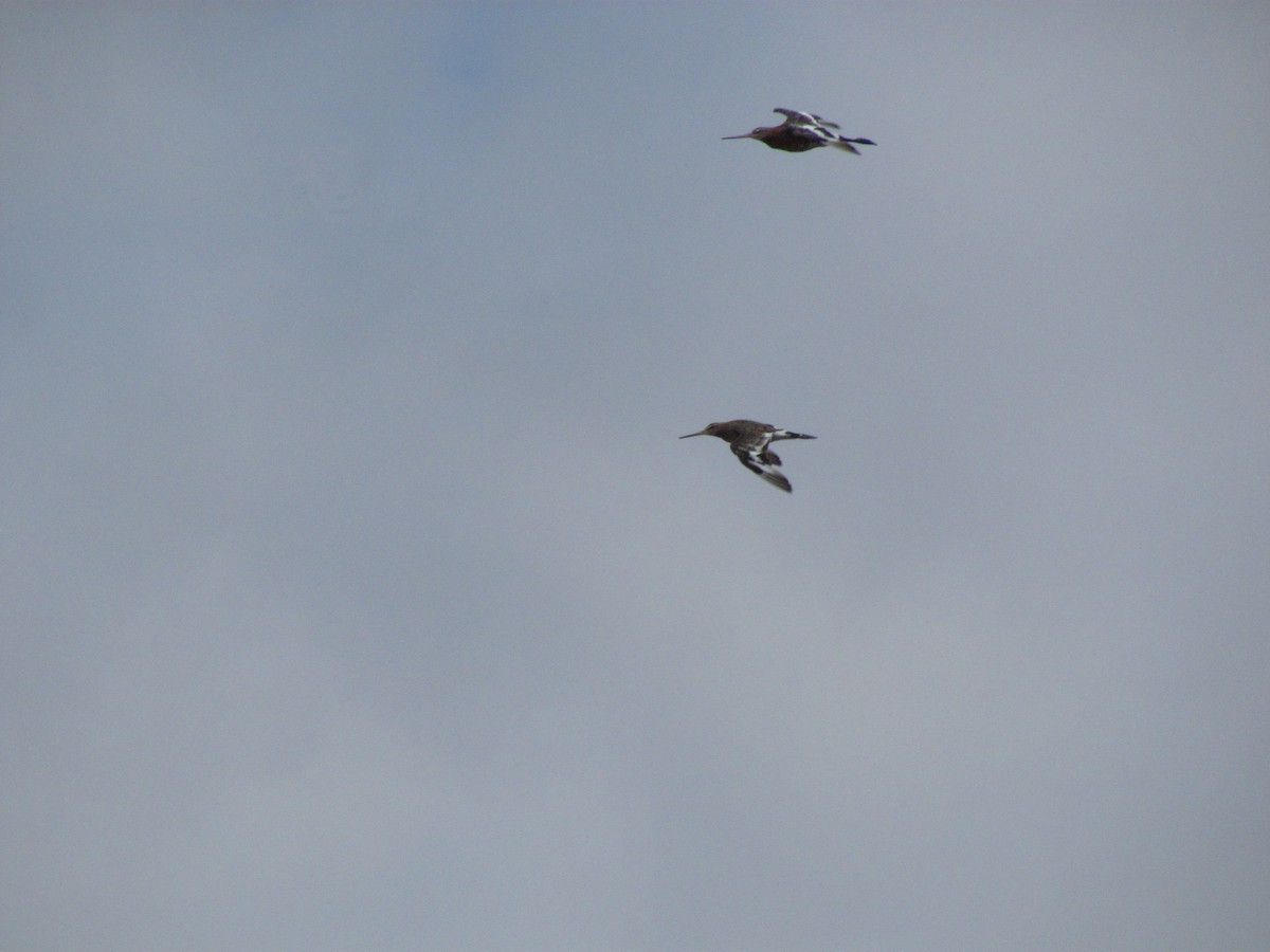 Black-tailed Godwit - ML368005341