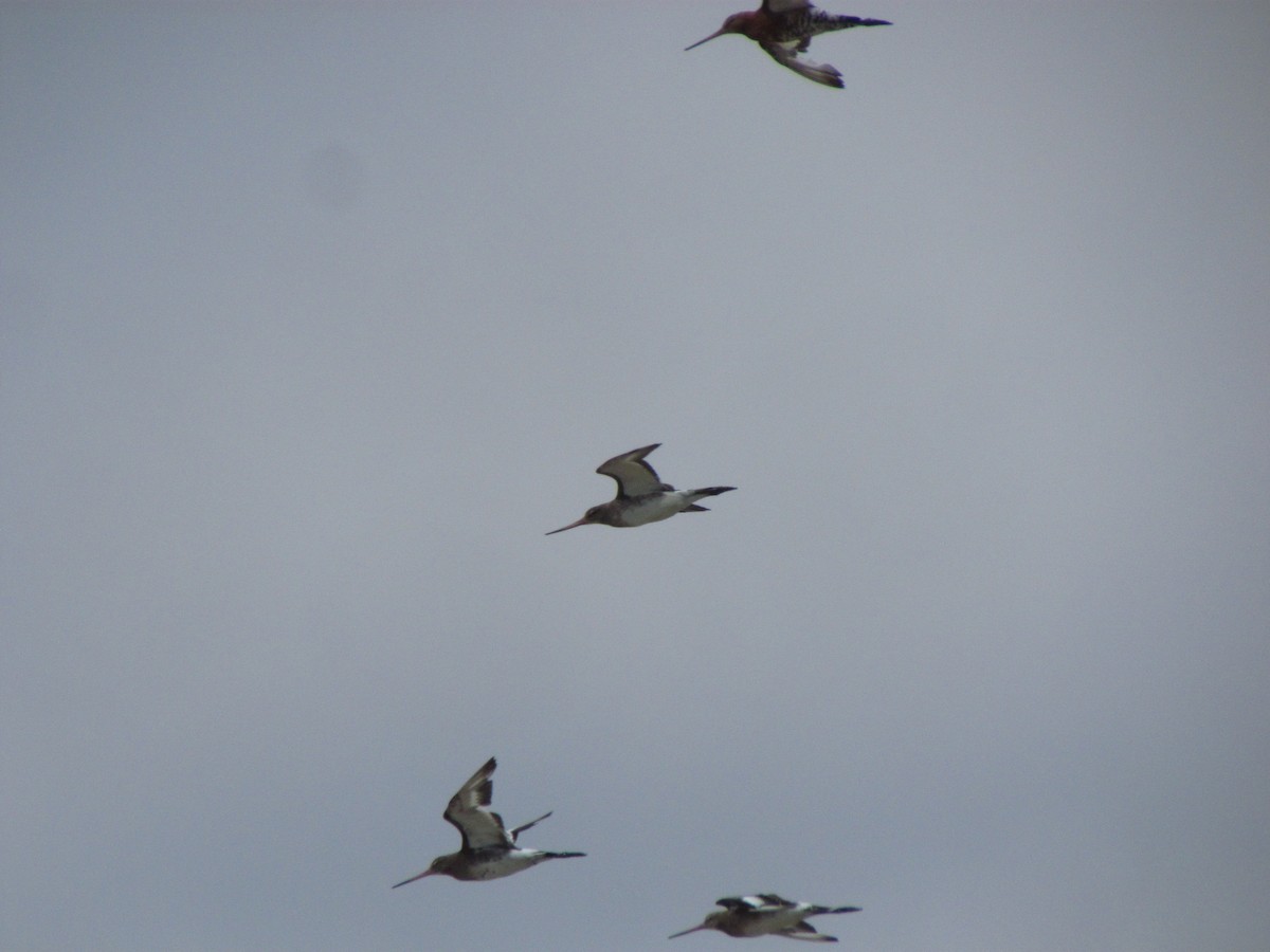 Black-tailed Godwit - ML368005361