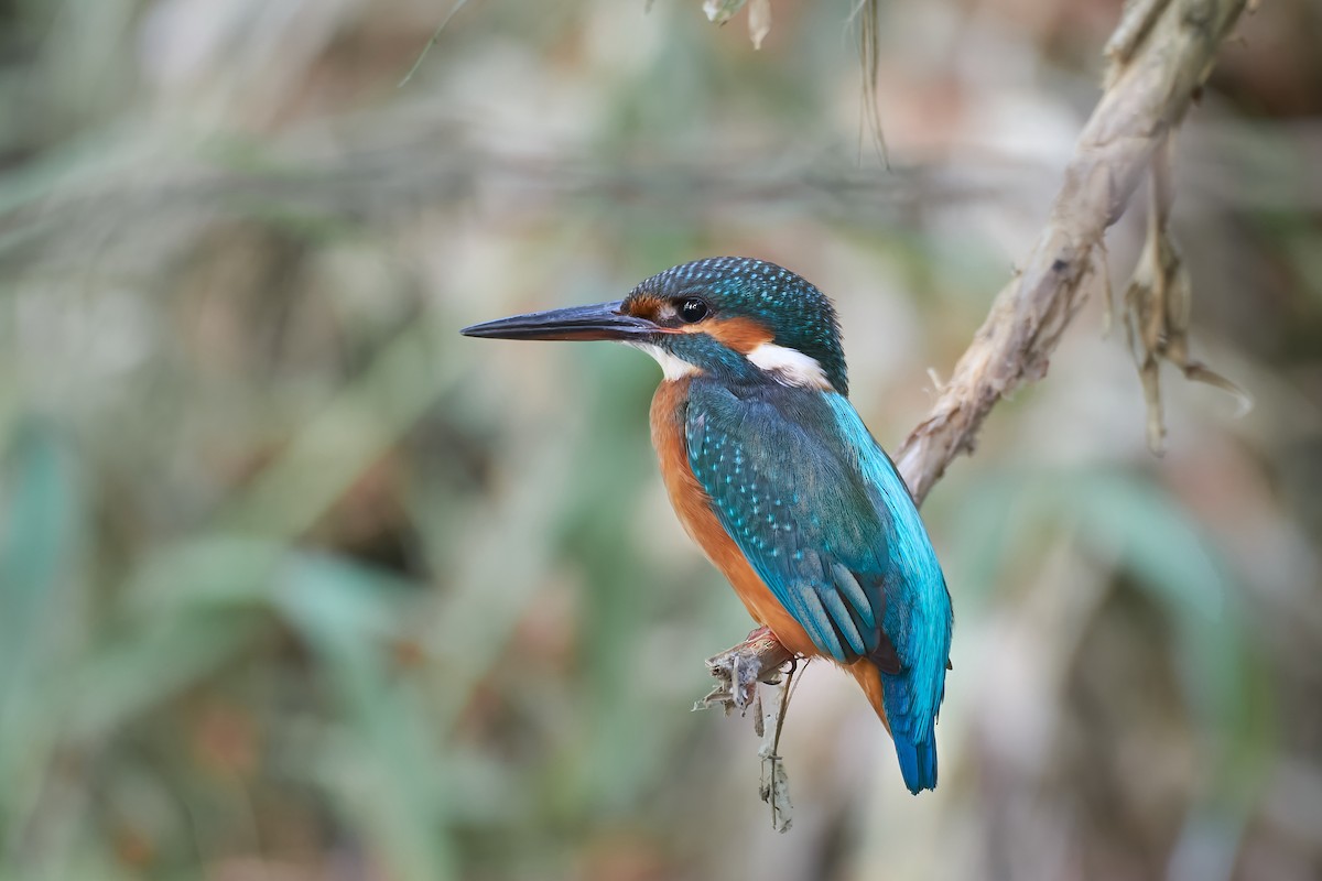 Common Kingfisher - ML368005881