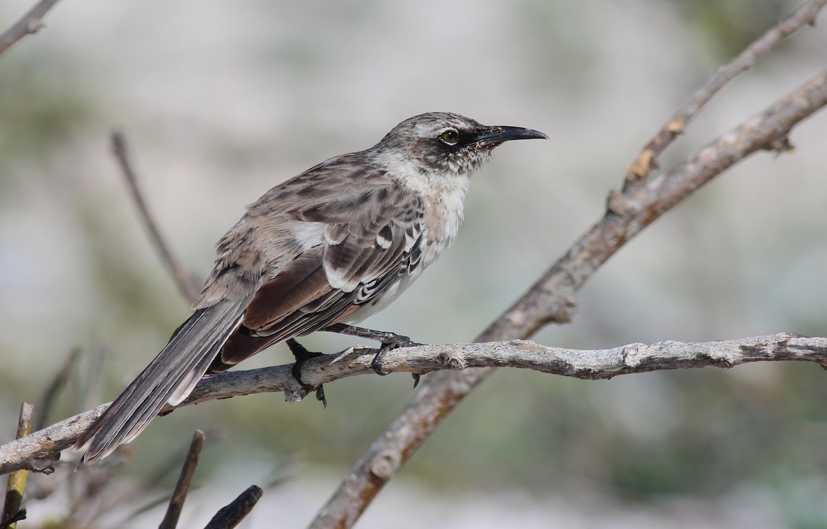 Galapagos Mockingbird - Shawn Billerman