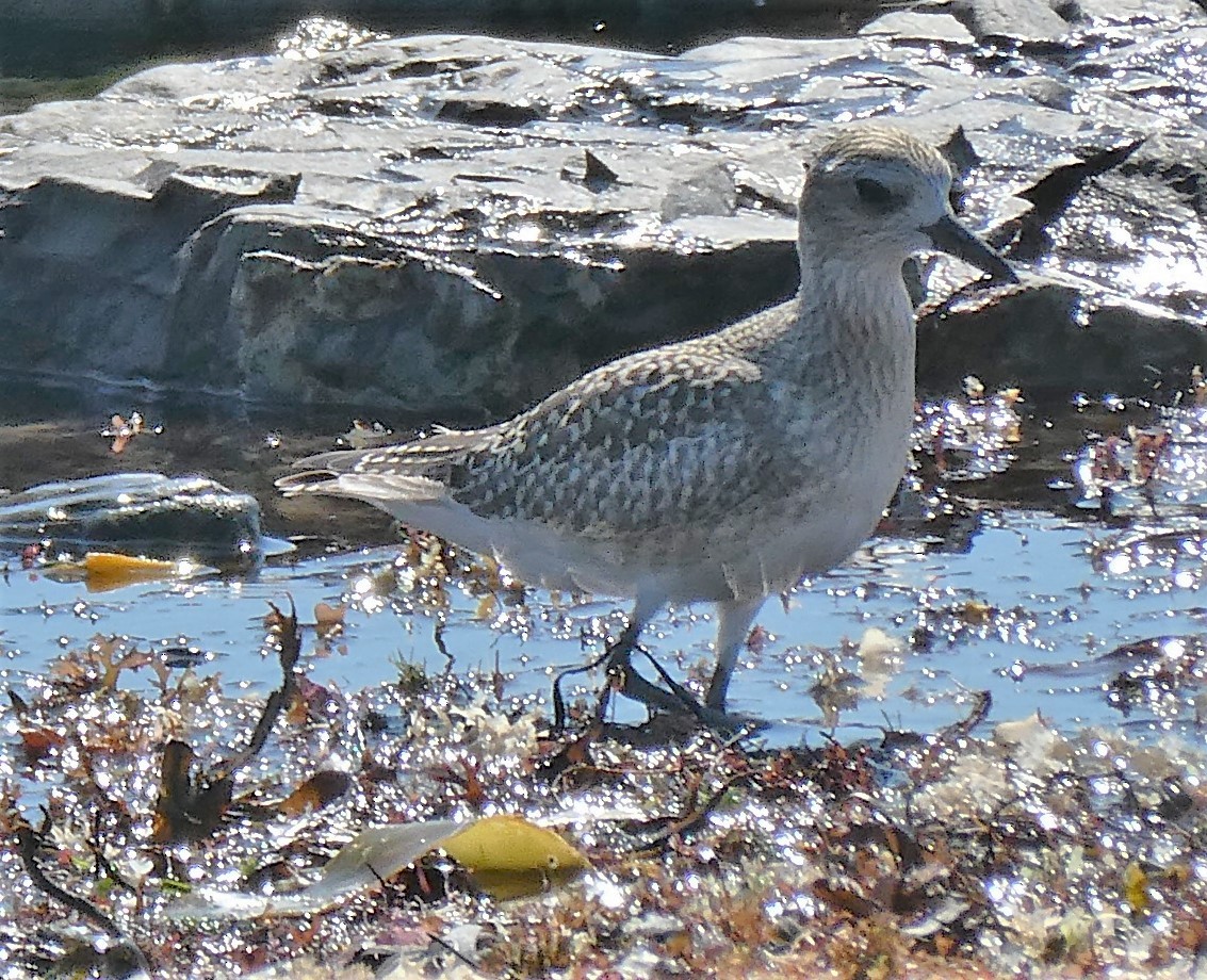 Black-bellied Plover - ML368007221