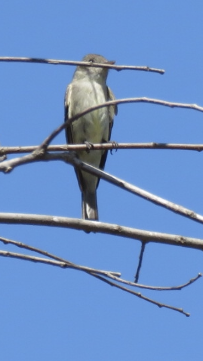 Eastern Wood-Pewee - ML368007311
