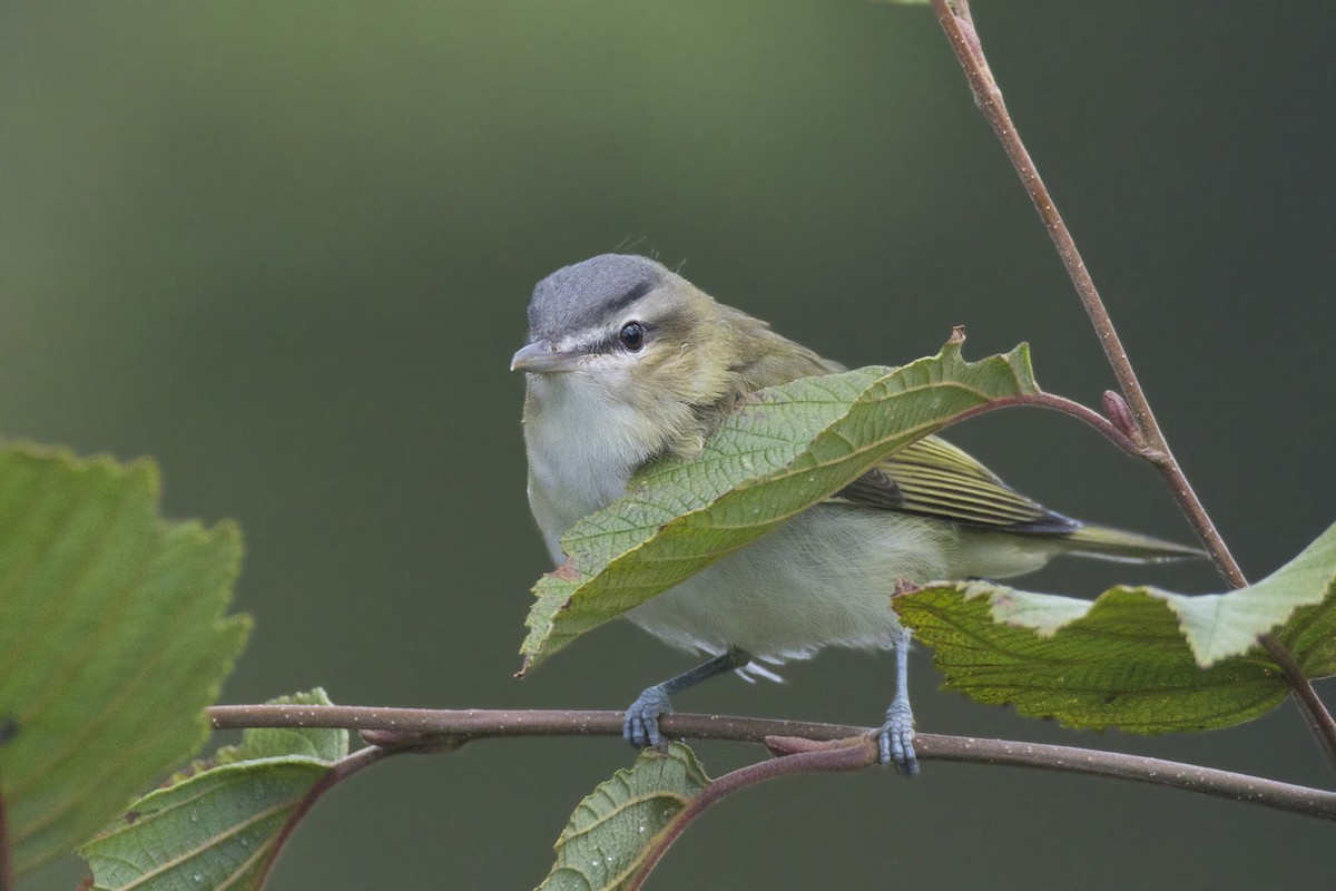 Rotaugenvireo - ML368007711