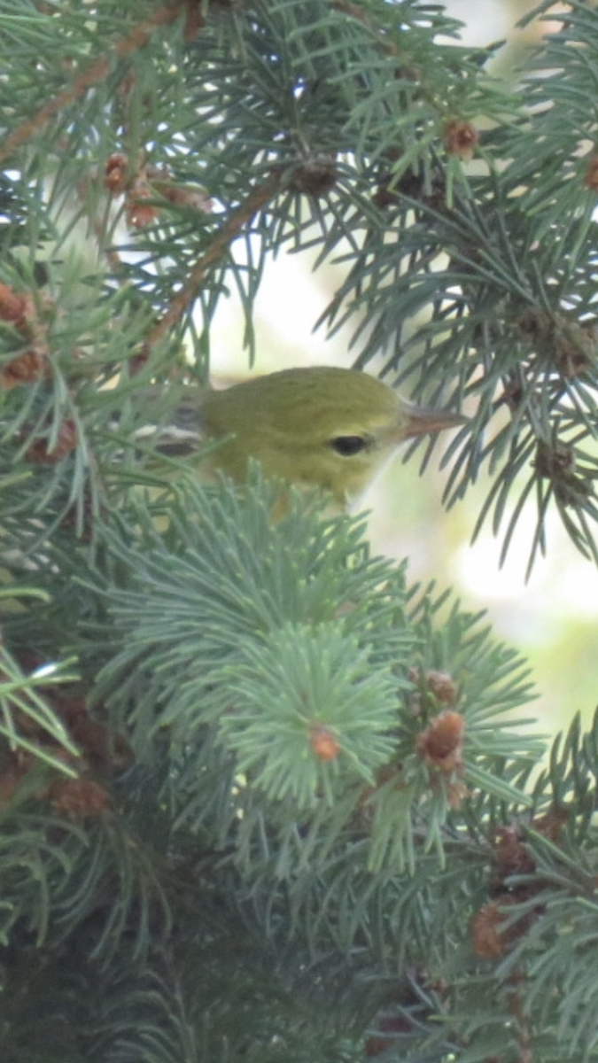 Bay-breasted Warbler - ML368008181