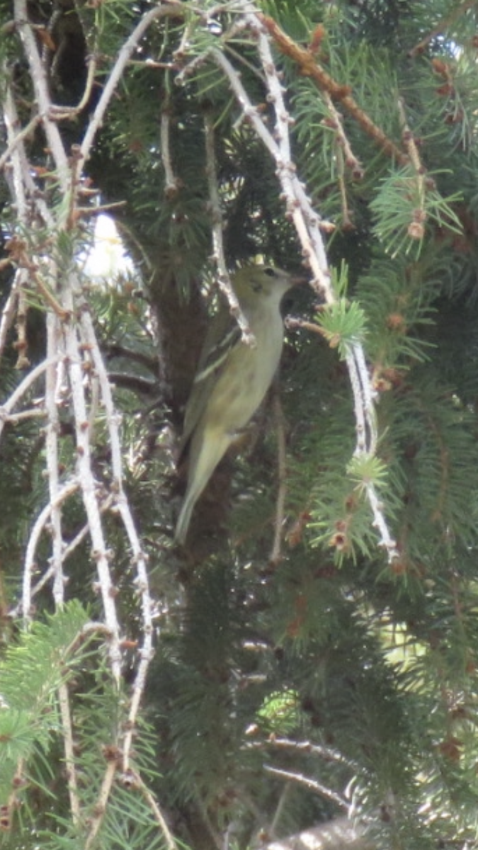 Bay-breasted Warbler - ML368008191