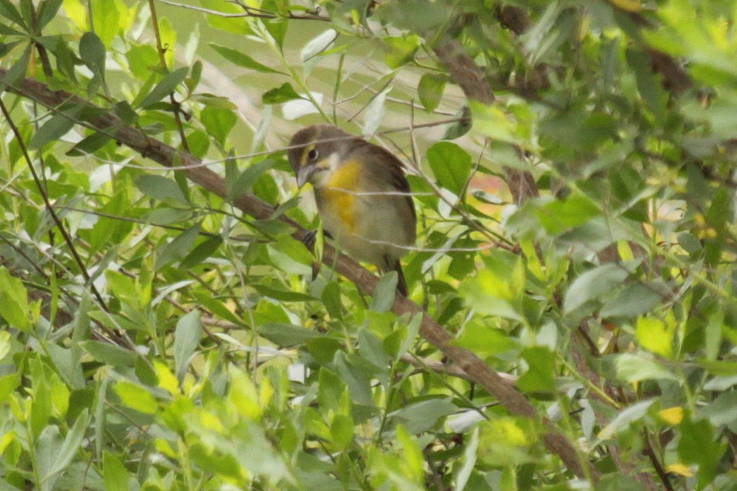 Dickcissel - ML368008431