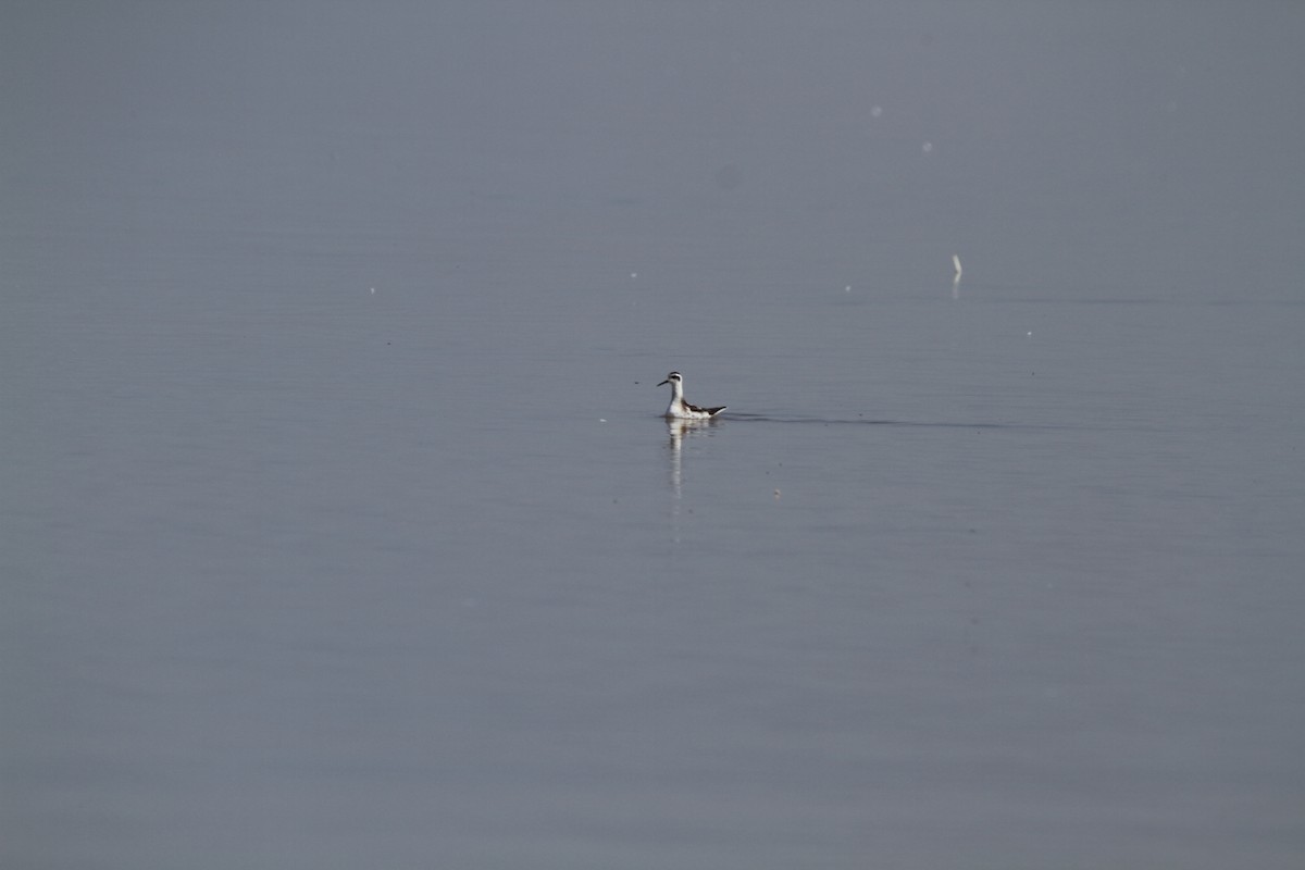 Red-necked Phalarope - Salt Plains Biologist