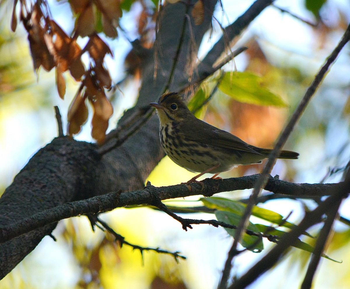 Ovenbird - ML368010221