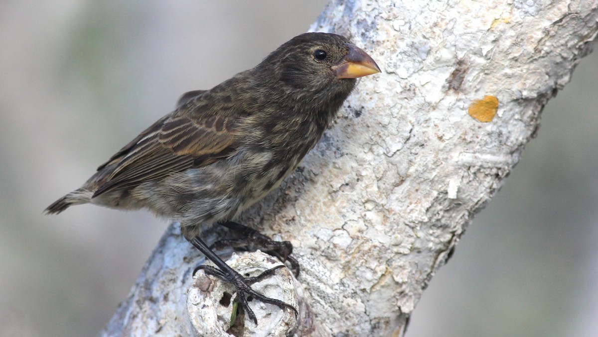 Genovesa Cactus-Finch - Shawn Billerman