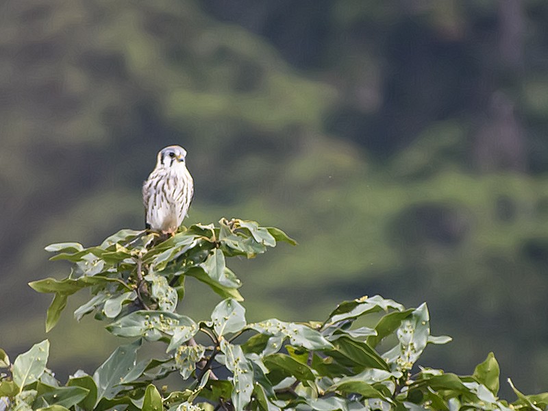 American Kestrel - ML368012291