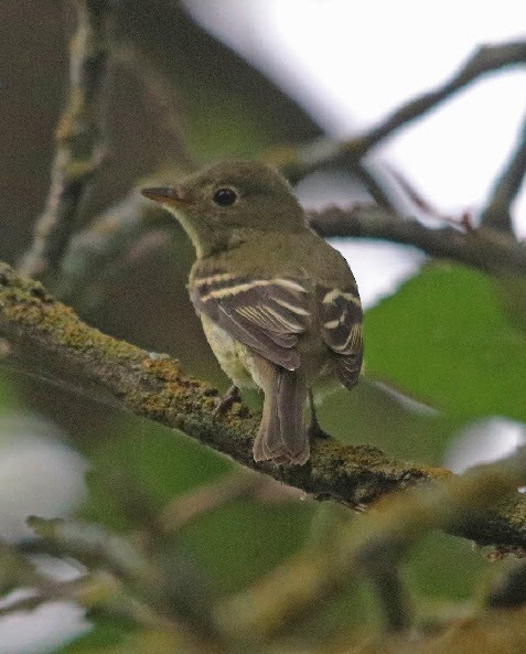 Least Flycatcher - Jock McCracken