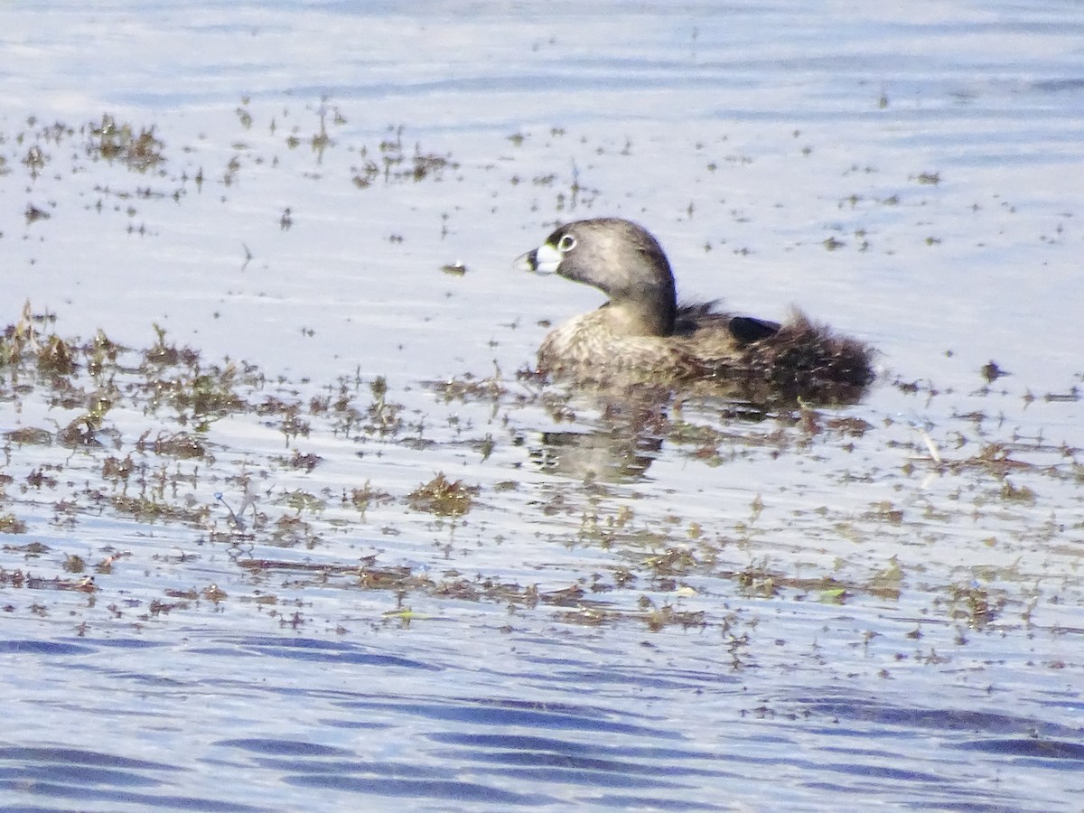 Pied-billed Grebe - ML368013931