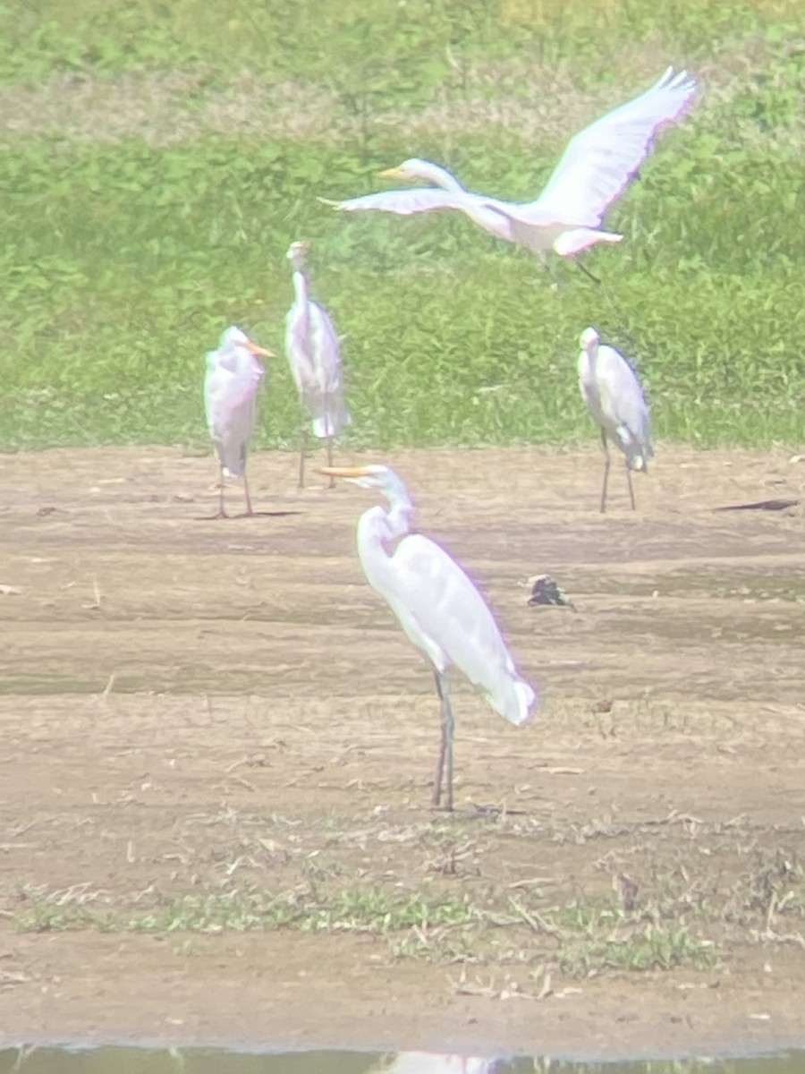 Great Egret - ML368014821