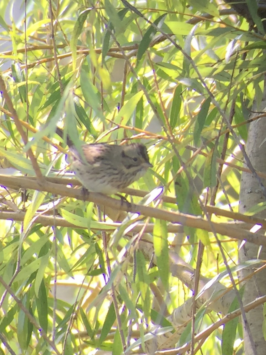 Lincoln's Sparrow - ML368017061