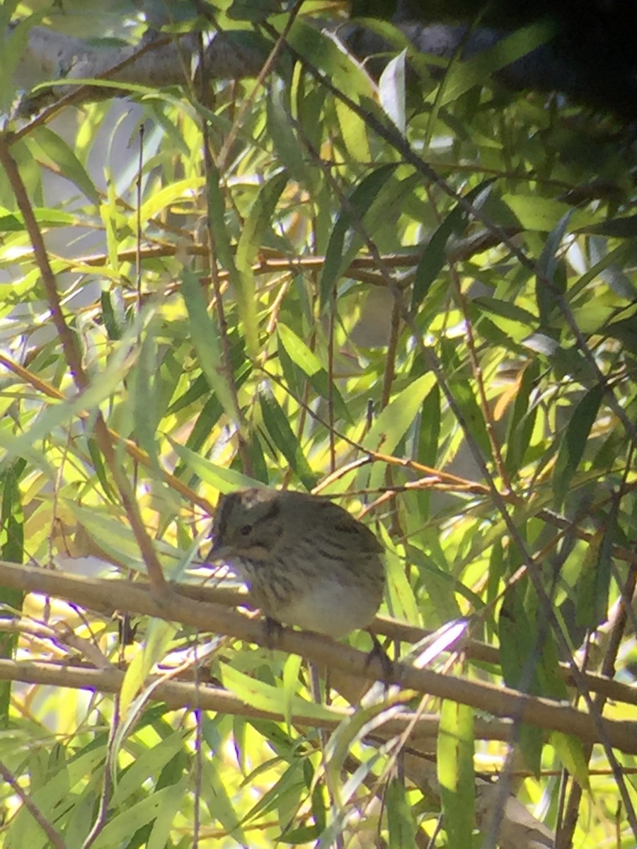 Lincoln's Sparrow - ML368017071