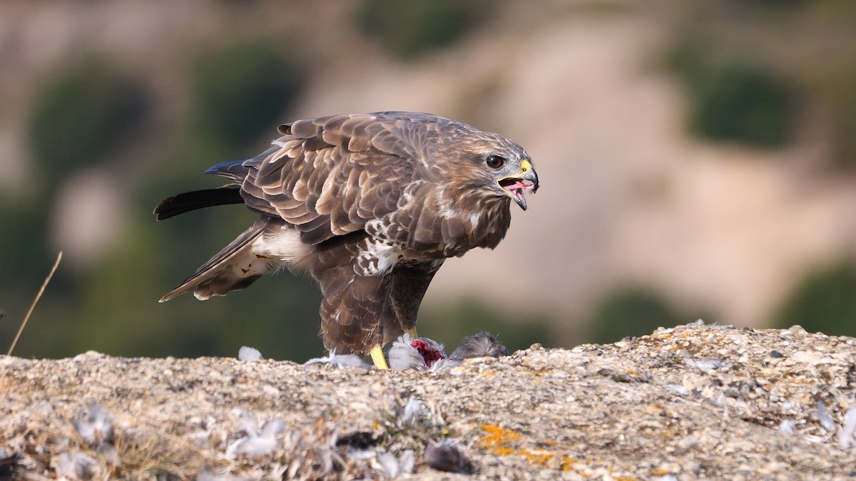 Common Buzzard (Western) - ML368019431