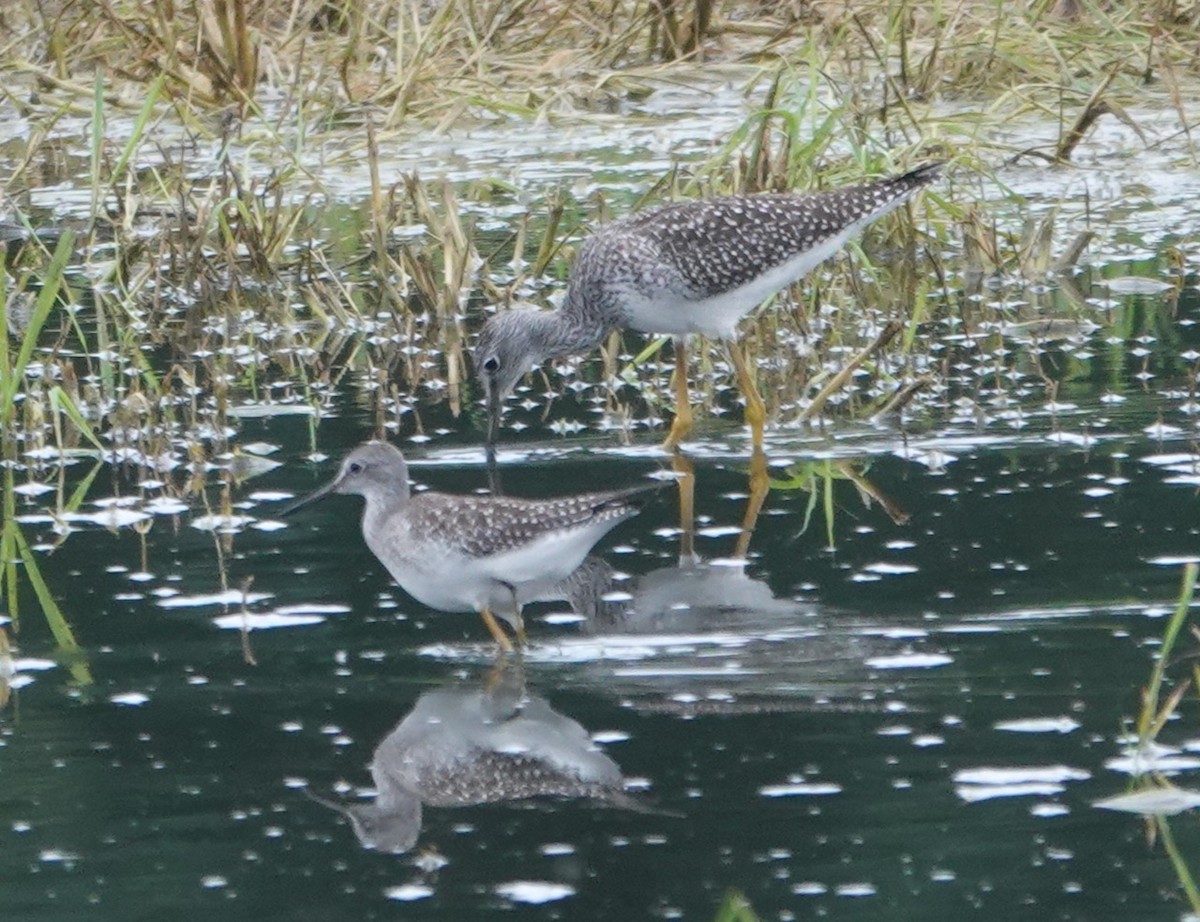 Lesser Yellowlegs - ML368019481