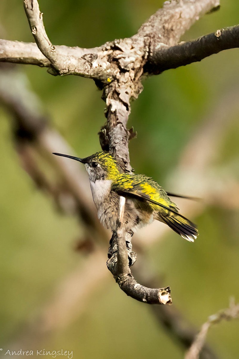 Ruby-throated Hummingbird - ML368019691