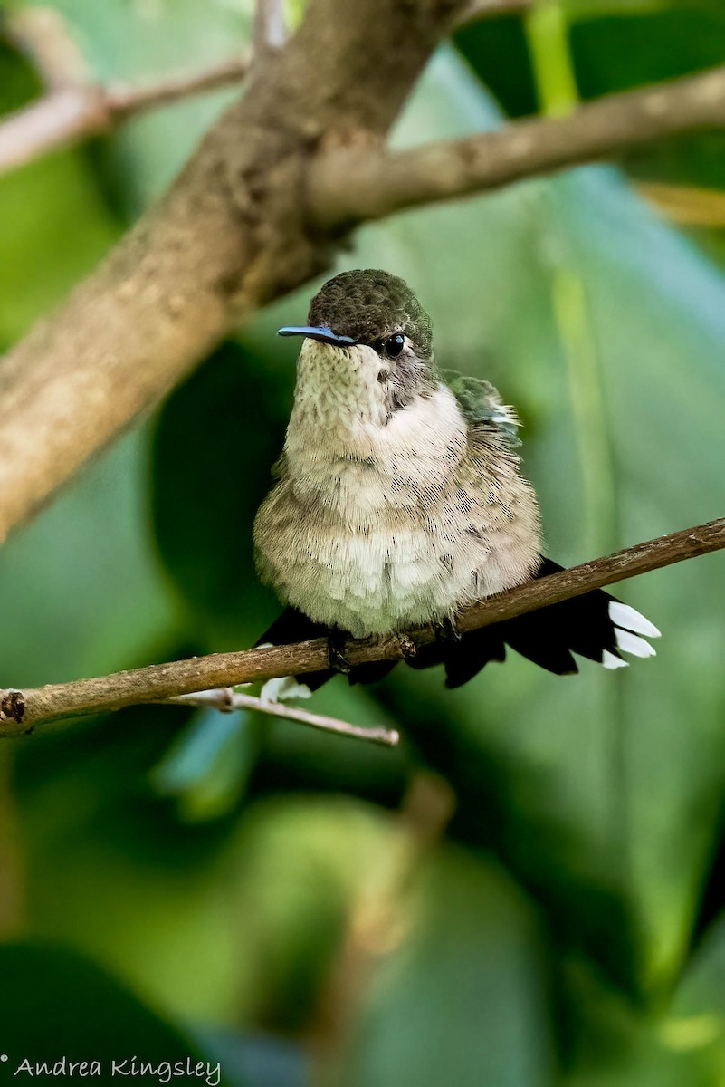 Ruby-throated Hummingbird - ML368019701