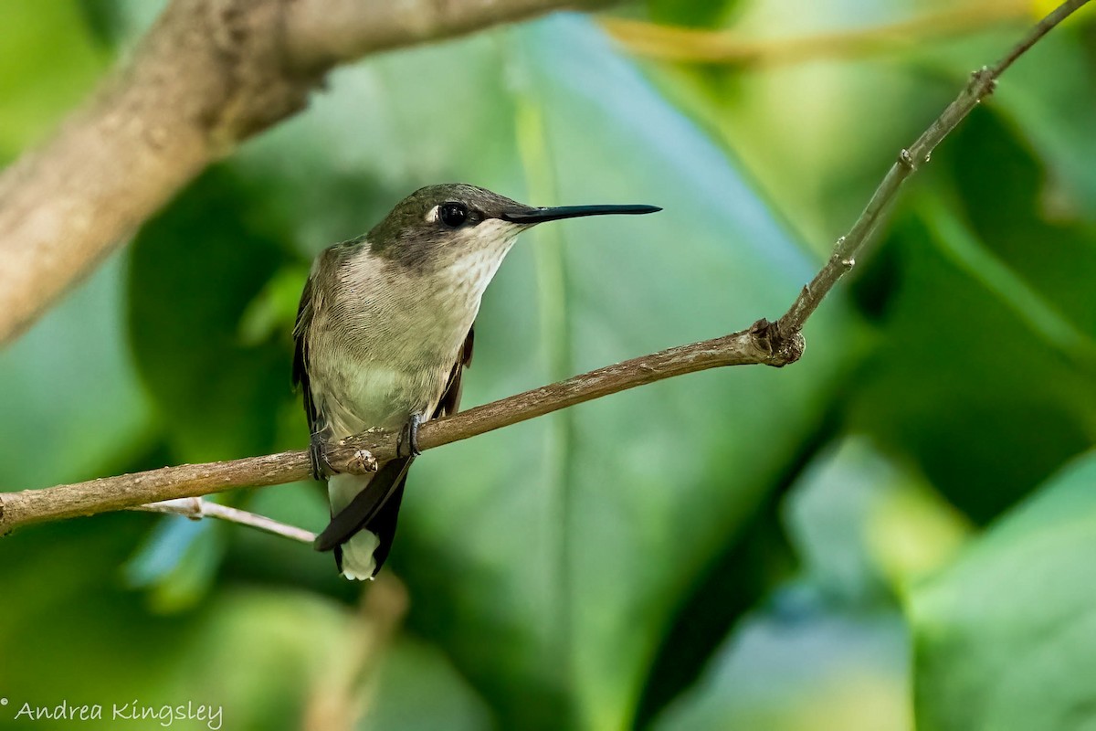 Ruby-throated Hummingbird - ML368019711