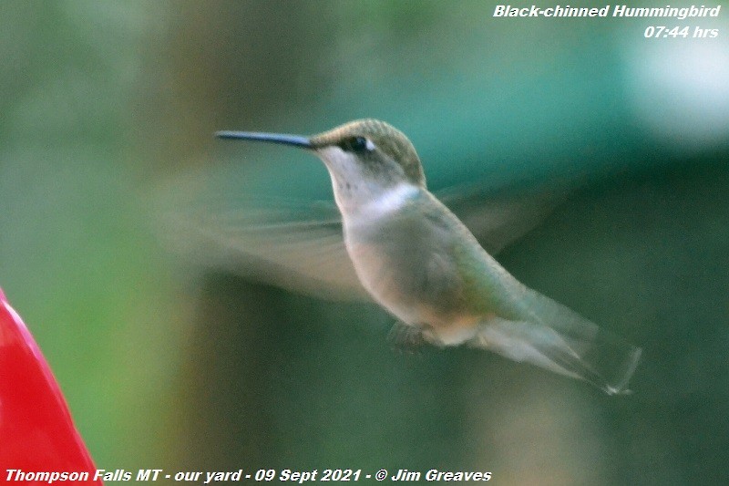 Black-chinned Hummingbird - ML368025011