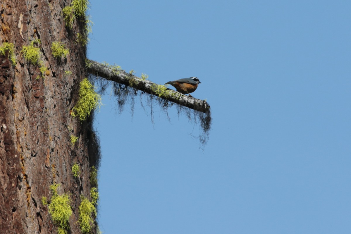 Red-breasted Nuthatch - ML368025381