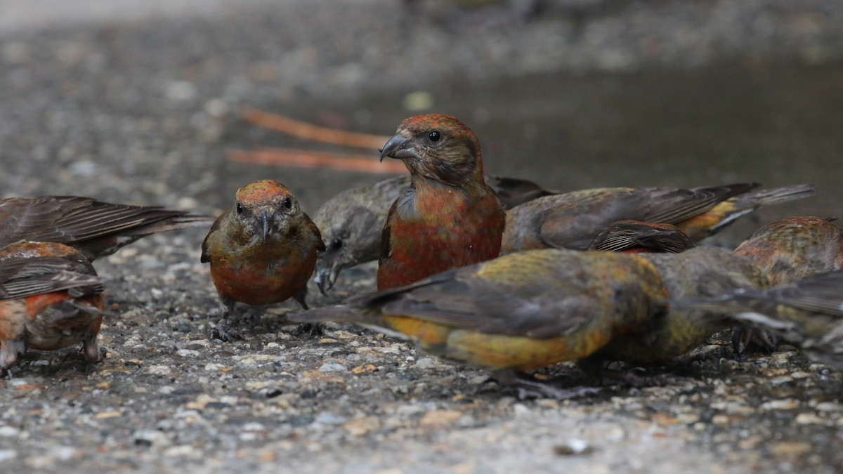 Red Crossbill - ML368025611