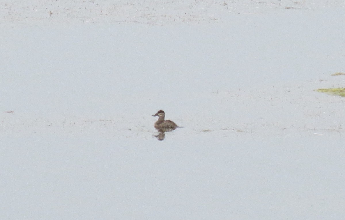 Ruddy Duck - ML368025811