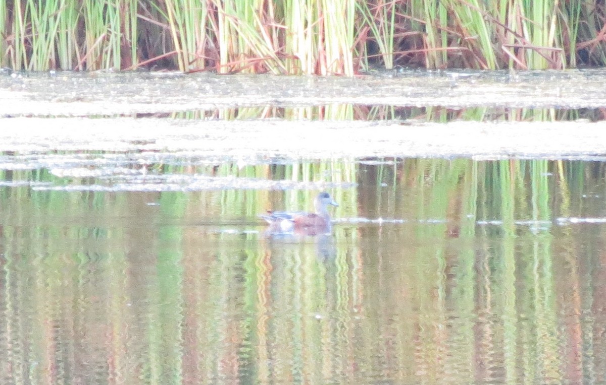 American Wigeon - ML368026501