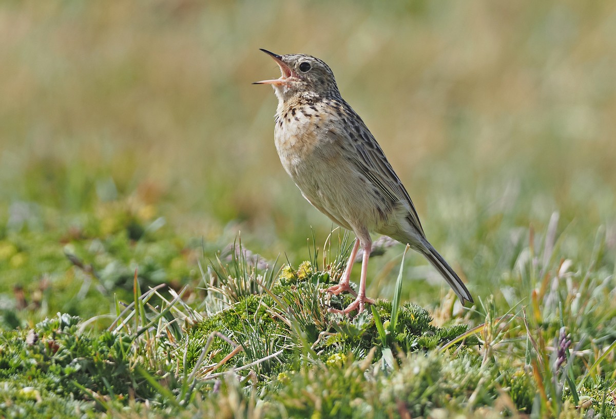 Paramo Pipit (bogotensis Group) - ML368028981