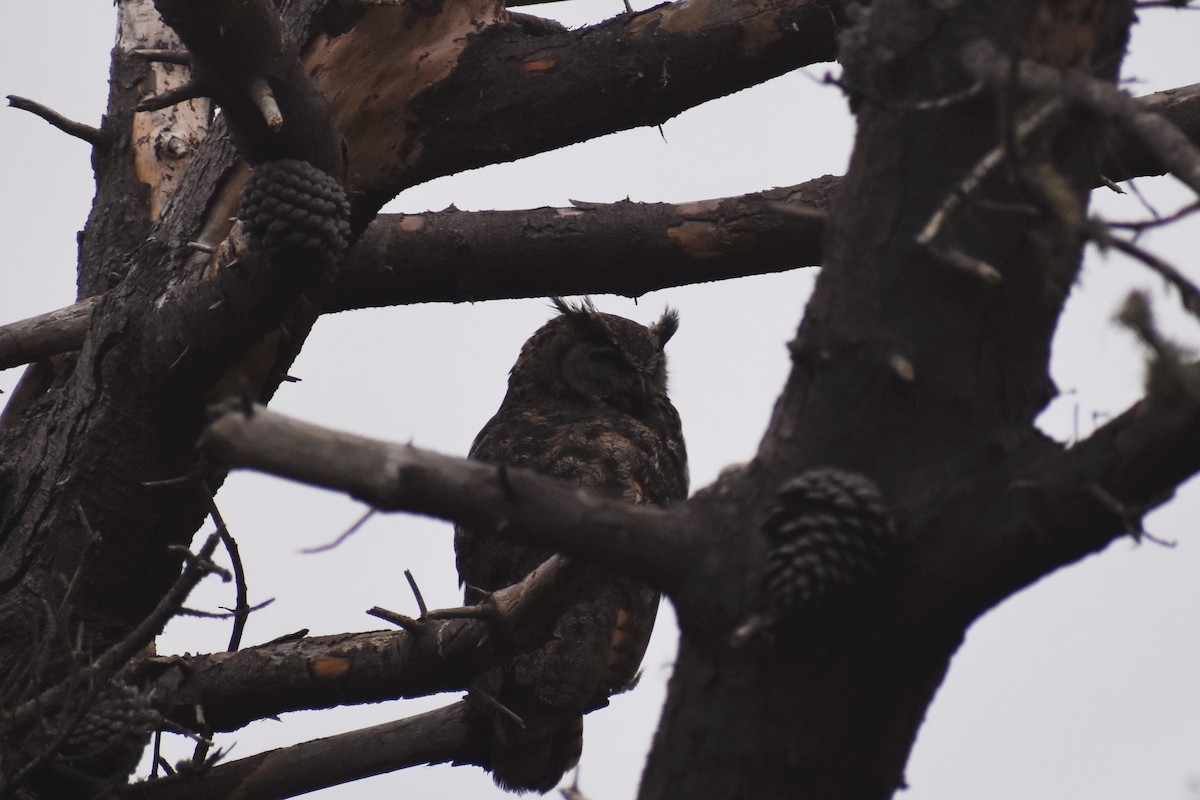 Great Horned Owl - ML368029511