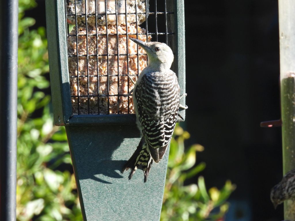 Red-bellied Woodpecker - ML368029801