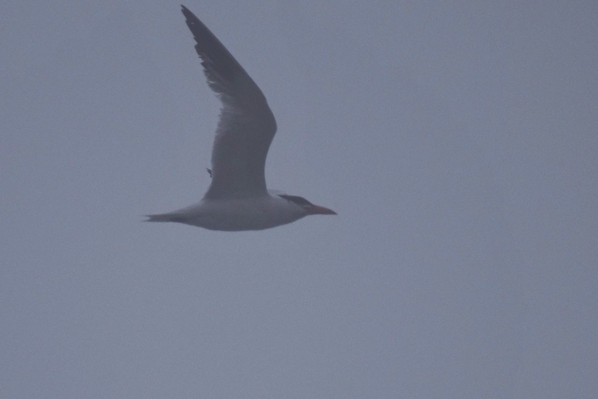 Caspian Tern - ML368030401