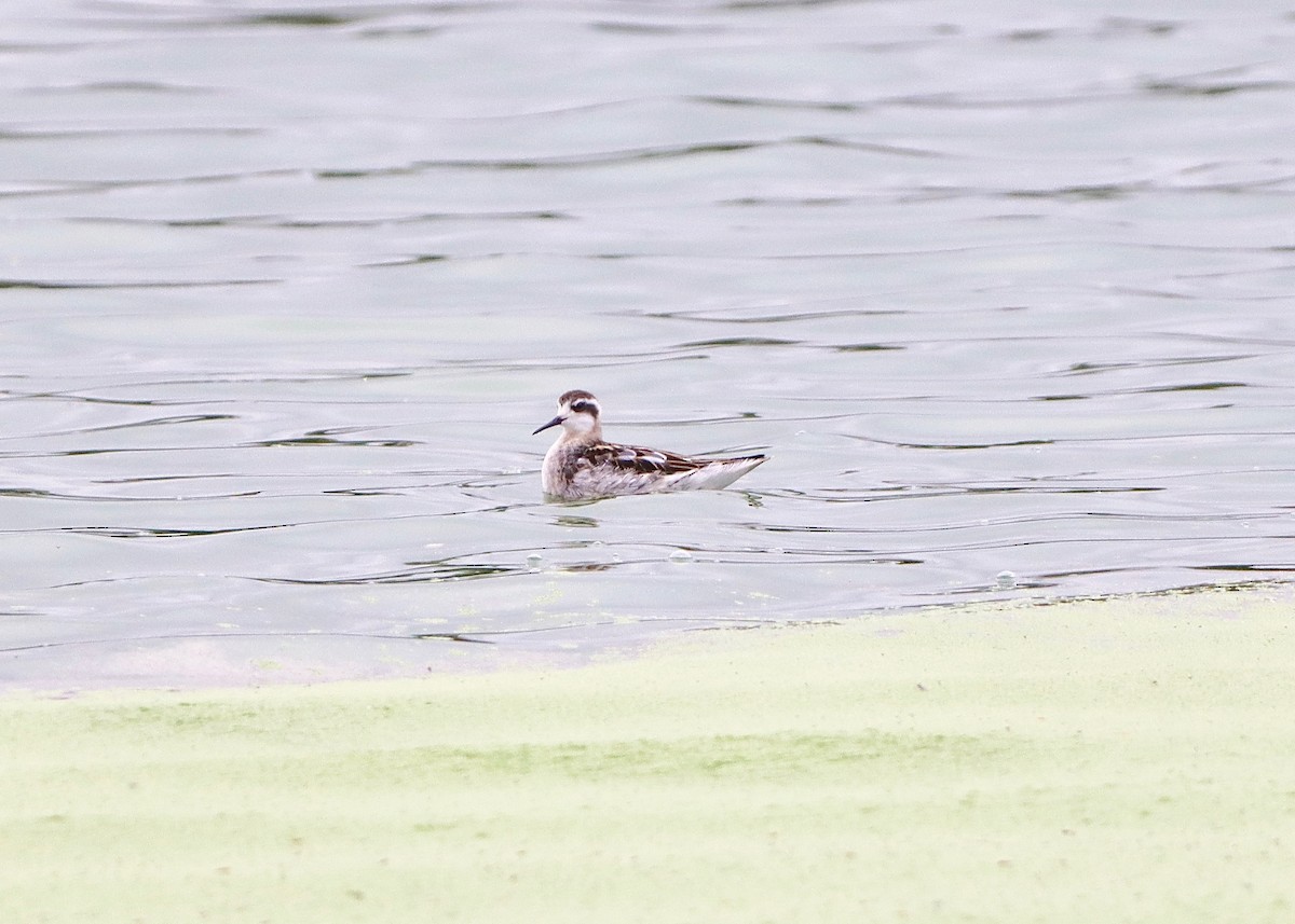 Red-necked Phalarope - ML368031351