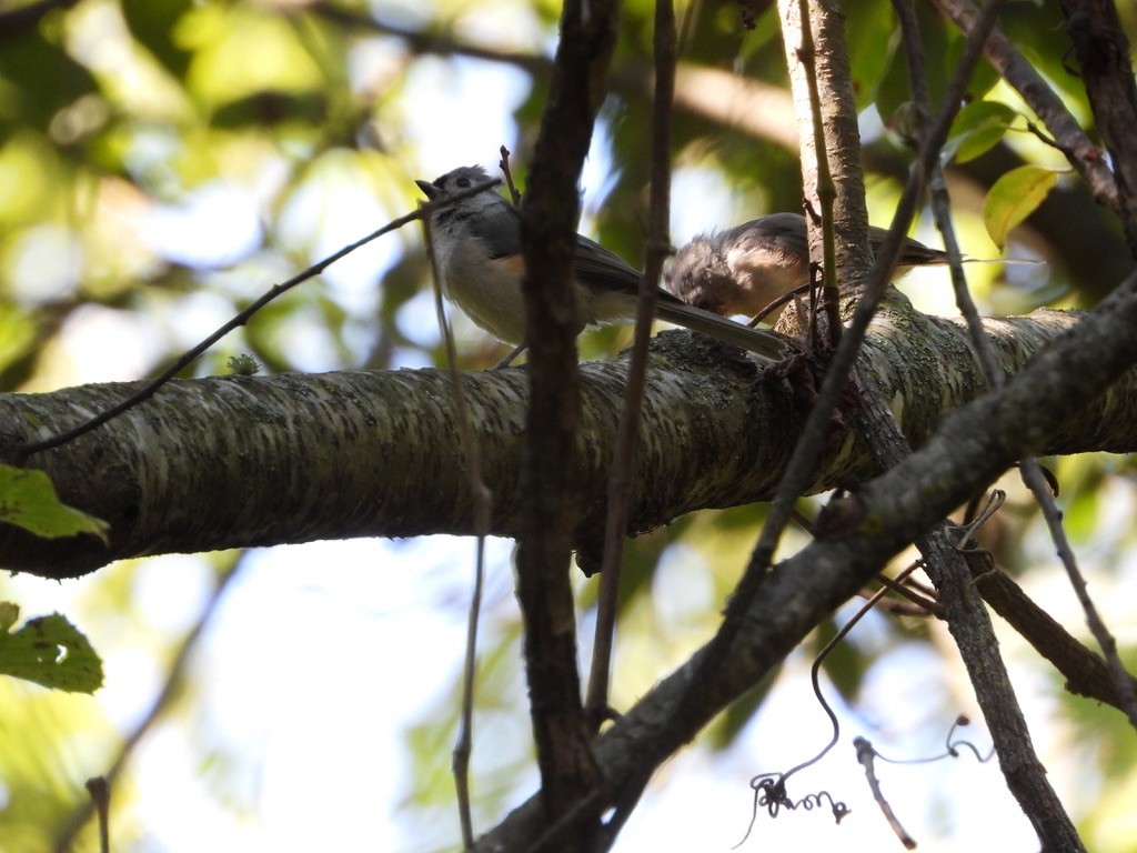 Tufted Titmouse - ML368032311